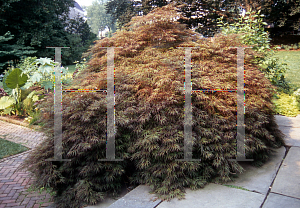 Picture of Acer palmatum (Dissectum Group) 'Crimson Queen'