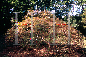 Picture of Acer palmatum (Dissectum Group) 'Crimson Queen'