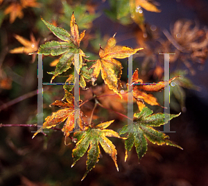 Picture of Acer palmatum 'Crippsii'