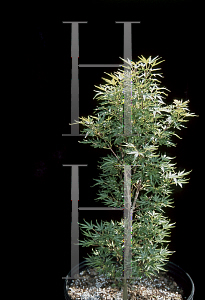 Picture of Acer palmatum 'Crippsii'