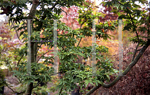 Picture of Acer palmatum 'Crispum'