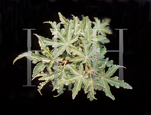 Picture of Acer palmatum 'Crispum'