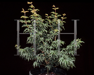 Picture of Acer palmatum 'Crispum'