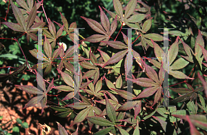 Picture of Acer palmatum (Matsumurae Group) 'Vandermoss Red (Christy Ann)'