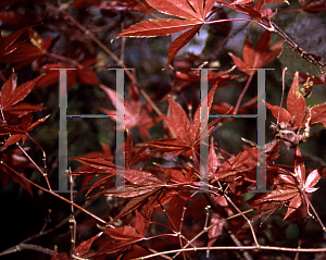 Picture of Acer palmatum (Matsumurae Group) 'Vandermoss Red (Christy Ann)'