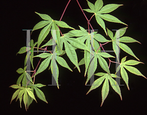 Picture of Acer palmatum (Matsumurae Group) 'Vandermoss Red (Christy Ann)'