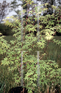 Picture of Acer palmatum (Matsumurae Group) 'Vandermoss Red (Christy Ann)'