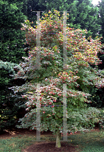 Picture of Acer palmatum (Matsumurae Group) 'Vandermoss Red (Christy Ann)'