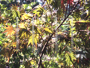 Picture of Acer palmatum (Matsumurae Group) 'Vandermoss Red (Christy Ann)'