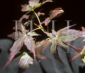 Picture of Acer palmatum (Matsumurae Group) 'Ruby Ridge (Heims)'