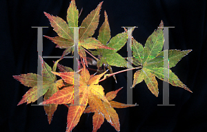 Picture of Acer palmatum (Matsumurae Group) 'Ruby Ridge (Heims)'