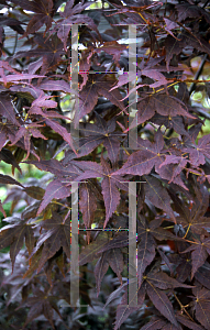 Picture of Acer palmatum (Matsumurae Group) 'Ruby Ridge (Heims)'