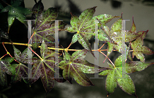 Picture of Acer palmatum (Matsumurae Group) 'Ruby Ridge (Heims)'