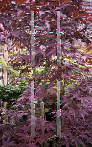 Picture of Acer palmatum (Matsumurae Group) 'Ruby Ridge (Heims)'