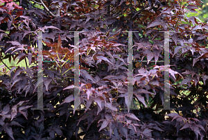 Picture of Acer palmatum (Matsumurae Group) 'Ruby Ridge (Heims)'