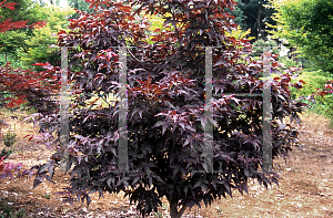 Picture of Acer palmatum (Matsumurae Group) 'Ruby Ridge (Heims)'