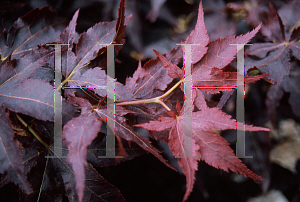 Picture of Acer palmatum (Matsumurae Group) 'Ruby Ridge (Heims)'