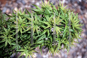 Picture of Acer palmatum (Matsumurae Group) 'Cynthia's Crown Jewel'