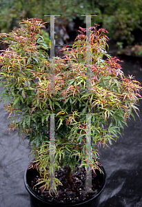 Picture of Acer palmatum (Matsumurae Group) 'Cynthia's Crown Jewel'