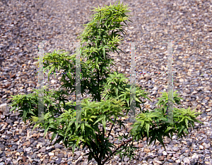 Picture of Acer palmatum (Matsumurae Group) 'Cynthia's Crown Jewel'