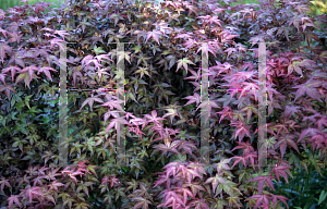 Picture of Acer palmatum 'Shin chishio'