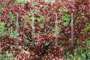 Picture of Acer palmatum 'Shin chishio'