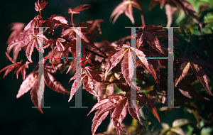 Picture of Acer palmatum 'Shin chishio'