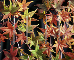 Picture of Acer palmatum 'Shin chishio'