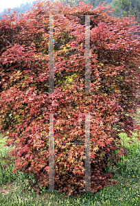 Picture of Acer palmatum 'Shin chishio'