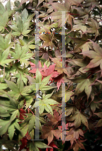 Picture of Acer palmatum 'Shin chishio'