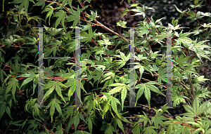 Picture of Acer palmatum (Matsumurae Group) 'Dave Verkade'