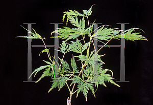 Picture of Acer palmatum (Dissectum Group) 'Demi sec'