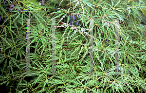 Picture of Acer palmatum (Dissectum Group) 'Demi sec'