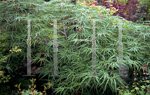 Picture of Acer palmatum (Dissectum Group) 'Demi sec'