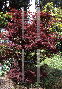 Picture of Acer palmatum 'Deshojo'