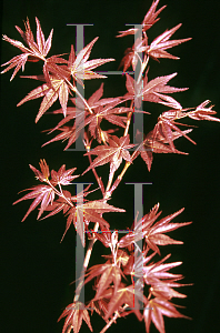 Picture of Acer palmatum 'Deshojo'