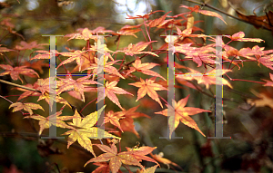 Picture of Acer palmatum 'Deshojo'