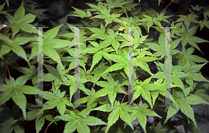 Picture of Acer palmatum 'Deshojo'