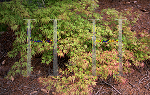 Picture of Acer palmatum (Dissectum Group) 'Diane's Dissectum'