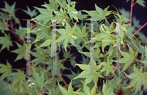 Picture of Acer palmatum 'Dianne Verkade'