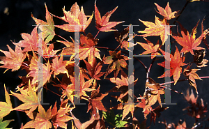 Picture of Acer palmatum 'Dianne Verkade'