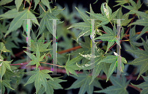 Picture of Acer palmatum 'Dianne Verkade'