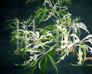 Picture of Acer palmatum (Dissectum Group) 'Dissectum Variegatum'