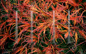 Picture of Acer palmatum (Dissectum Group) 'Dr. Baker'