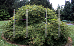 Picture of Acer palmatum (Dissectum Group) 'Dr. Baker'