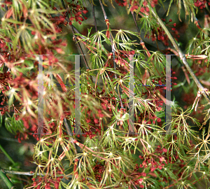 Picture of Acer palmatum (Dissectum Group) 'Dr. Brown'