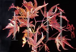 Picture of Acer palmatum (Matsumurae Group) 'Dr. Seuss'