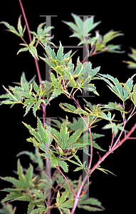 Picture of Acer palmatum (Matsumurae Group) 'Dr. Seuss'