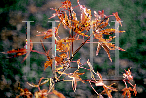 Picture of Acer palmatum (Matsumurae Group) 'Dr. Seuss'