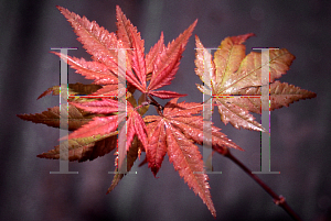 Picture of Acer palmatum (Matsumurae Group) 'Dr. Tilt'